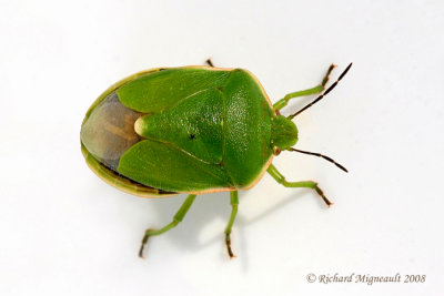 Stink bug - Chlorochroa persimilis 1 m8
