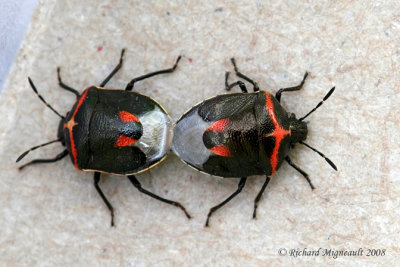 Stink bug - Cosmopepla lintneriana - Twice-stabbed Stink bug 1m8