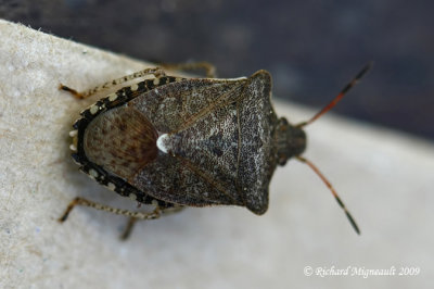 Stink Bug - Euschistus tristigmus 2m9
