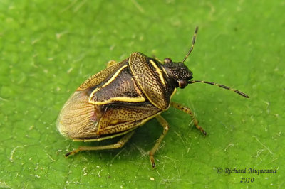 Stink bug - Mormidea lugens m10