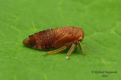 Leafhopper - Macropsis nymph sp m10