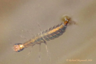 z Aquatic larva - larve aquatique m8