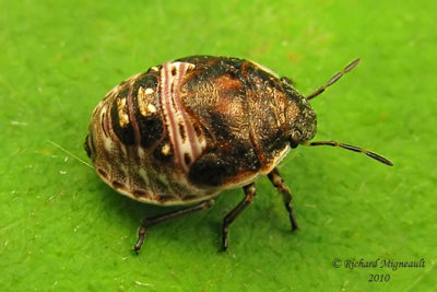 Bug nymph 1m10