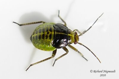Bug nymph 3m10
