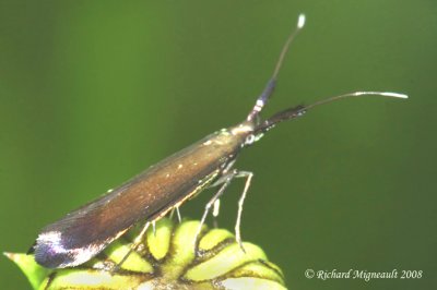 1387 - Metallic Coleophora Moth - Coleophora mayrella 1 m8