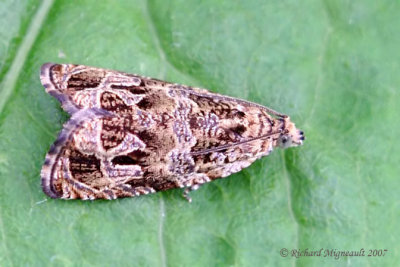 2817 - Raspberry Leafroller Moth - Olethreutes permundana   m7