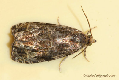 2817 - Raspberry Leafroller Moth - Olethreutes permundana   m8