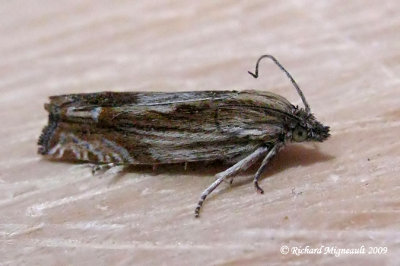 3142 - Solidaga Eucosma Moth - Eucosma cataclystiana m9