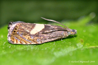 3406 – Dichrorampha bittana m8