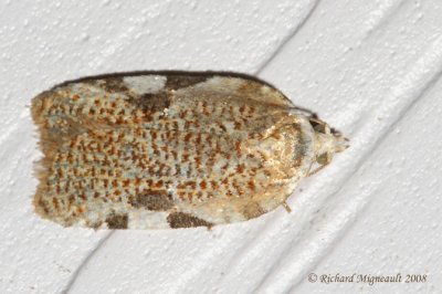 3526  Speckled Acleris Moth  Acleris negundana m8f