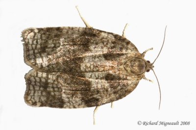 3637 - Large Aspen Tortrix Moth  Choristoneura conflictana m8