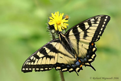 4176 - Canadian tiger swallowtail - Papillon tigré du Canadam6