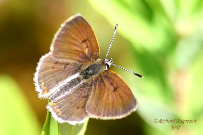 4260 b - Bog Copper - Lycaena epixanthe - Cuivré des tourbières 3 m7