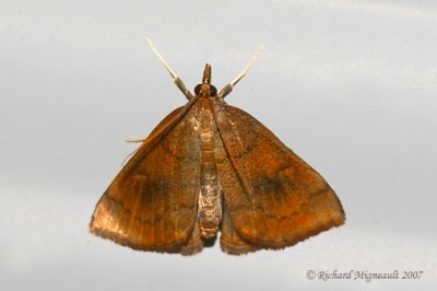 4950 - Mint Root Borer Moth - Fumibotys fumalis m7