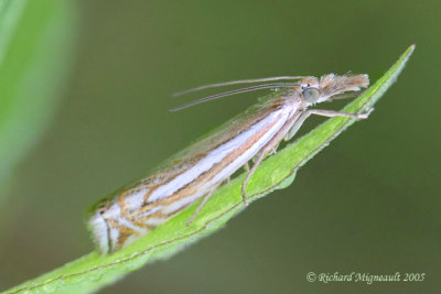 5362 - Double-banded Grass-veneer Moth - Crambus agitatellus m5