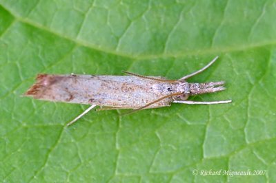 5437.99 - Other Fissicrambus Species - Fissicrambus sp. m7