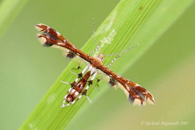 6092 - Himmelmans Plume Moth - Geina tenuidactyla 2 m7