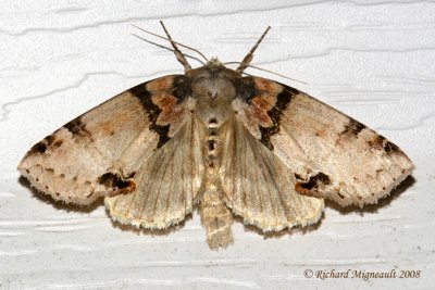 6237 - Tufted Thyatirid Moth - Pseudothyatira cymatophoroides 1 m8