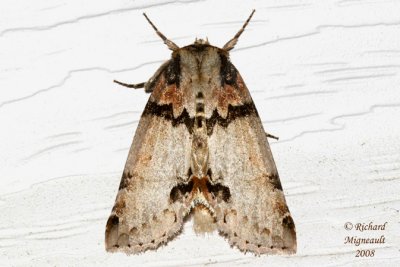 6237 - Tufted Thyatirid Moth - Pseudothyatira cymatophoroides 2 m8