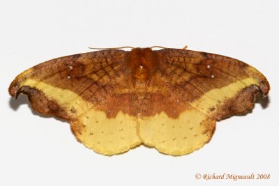 6255 - Rose Hooktip Moth - Oreta rosea 2 m8
