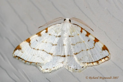 6273 - Lesser Maple Spanworm Moth - Itame pustularia 1 m7
