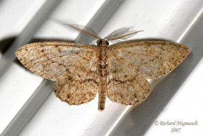 6386 - Faint-spotted Angle Moth Macaria ocellinata m7