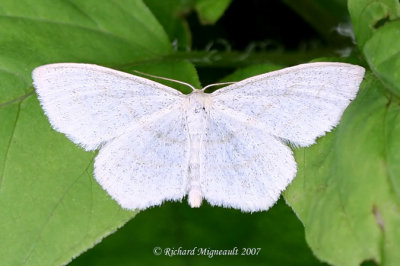 6677 - Yellow-dusted Cream Moth - Cabera 1 m7