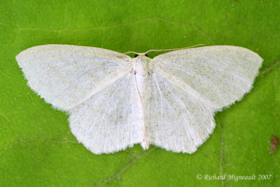 6677 - Yellow-dusted Cream Moth - Cabera 2 m7