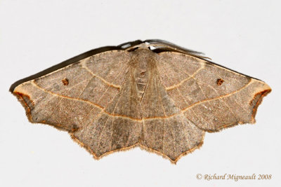 6819 - Pale Metanema Moth - Metanema inatomaria 1 m8