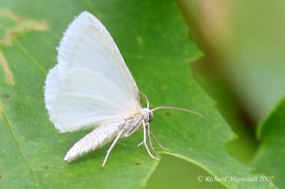 6964 - White Slant-line Moth - Tetracis cachexiata 2 m7