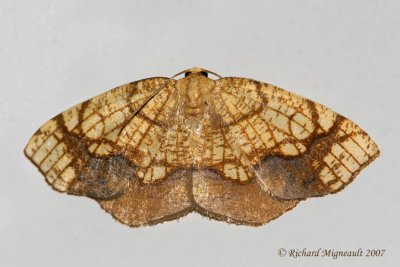 7010 - Horned Spanworm Moth - Nematocampa resistaria m7