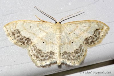 7159 - Large Lace-border Moth - Scopola limboundata m8