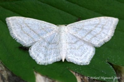 7164 - Simple Wave - Scopula junctaria m8