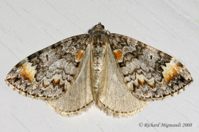 7182 - Dark Marbled Carpet - Dysstroma citrata 2 m8