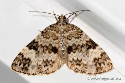 7312 - Double-banded Carpet Moth - Spargania magnoliata m8