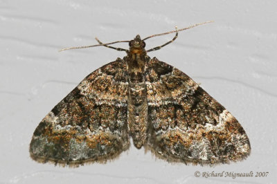 7317 - Perizoma Carpet Moth - Perizoma grandis m7