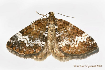 7320 - Small Rivulet Moth - Perizoma alchemillata 1 m8