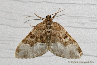 7390 - Toothed Brown Carpet Moth - Xanthorhoe lacustrata m7