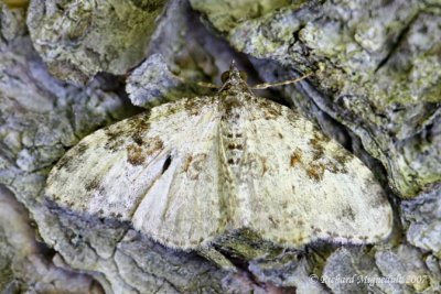 7399a - Sharp-angled Carpet Moth Euphyia unangulata m7