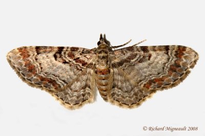 7575 - spruce cone looper - Eupithecia mutata 2 m8