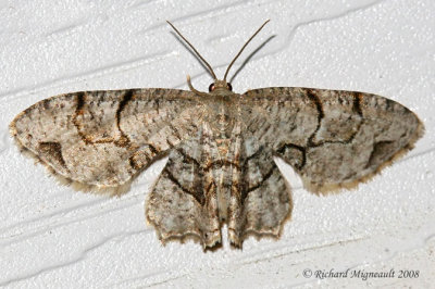 7650 - Gray Scoopwing - Callizzia amorata 2 m8