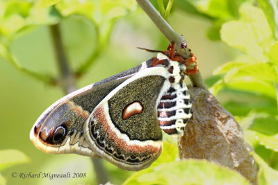 7767 - Cecropia Moth - Hyalophora cecropia female 1 m8