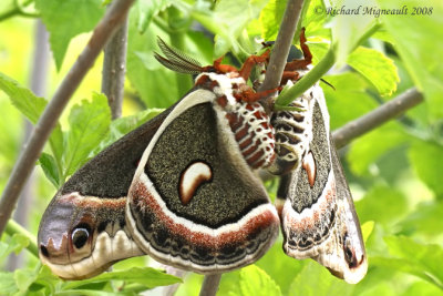 7767 - Cecropia Moth - Hyalophora cecropia mating 1 m8