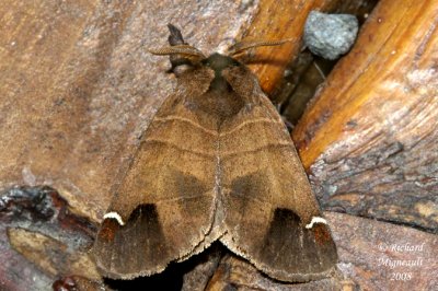 7895 - Sigmoid Prominent Moth - Clostera albosigma 1 m8