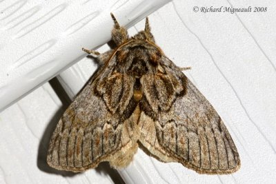 7919 - Oval-based Prominent Moth - Peridea basitriens m8