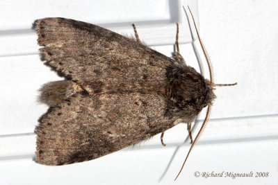 7998 - Variable Oakleaf Caterpillar Moth Lochmaeus manteo m8