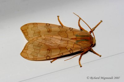 8203 - Banded Tussock Moth - Halysidota tessellaris 2 m7
