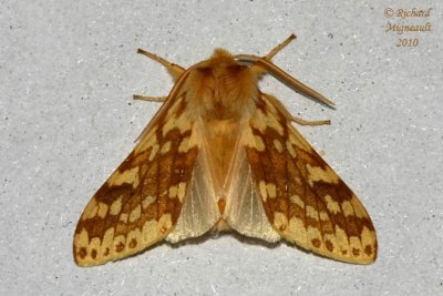8214 - Spotted Tussock Moth - Lophocampa maculata 1 m10