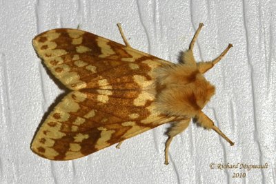 8214 - Spotted Tussock Moth - Lophocampa maculata 2 m10