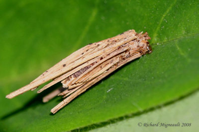 0437 - Common Bagworm Moth - Larve de Psych - Psyche casta 2 m8